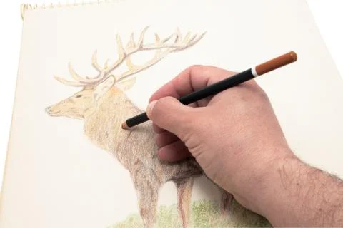 Drawing deer Stock Photos