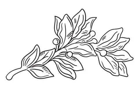 Drawing design element of laurel leaf vector isolated illustration Stock Illustration