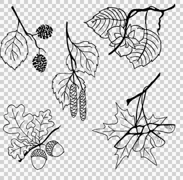 Drawing of different branches of trees with leaves, isolated elements, decor Stock Illustration