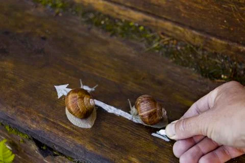Drawing Direction For Snails Фото