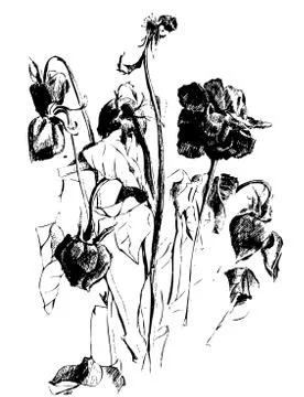 A drawing of dried roses Ilustração Stock