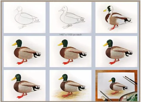 Drawing duck drake tutorial step by step. Visual guide demonstrates waterfowl Stock Illustration