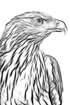 Drawing of eagle Stock Photos