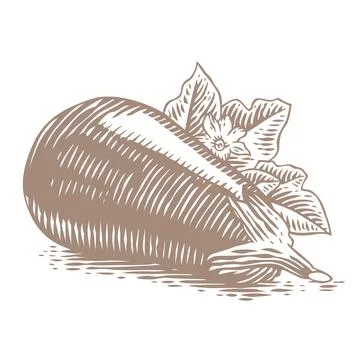 Drawing of egg-plant Stock Illustration