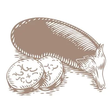 Drawing of egg-plant Stock Illustration