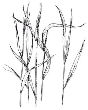 Drawing of Elytrigia, with leaves and spikelets of black. hand-drawn in the Stock Illustration