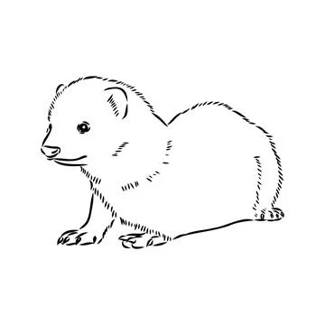 Drawing of ferret, vector illustration isolated on white. mink animal, vector Stock Illustration