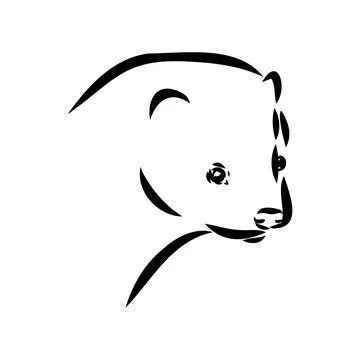 Drawing of ferret, vector illustration isolated on white. mink animal, vector Stock Illustration