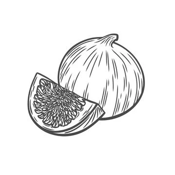 Drawing of a fig in the style of an engraving Stock Illustration