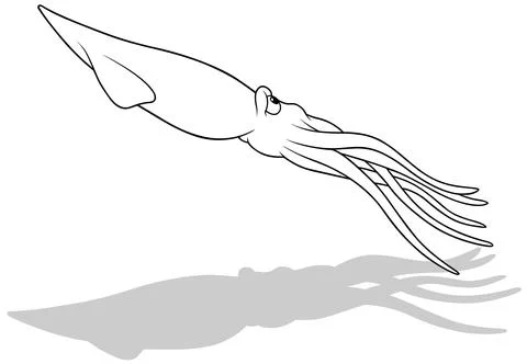 Drawing of a Floating Squid from the Side View Stock Illustration