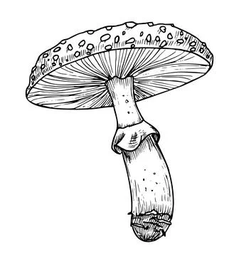 Drawing of Fly Agaric. Hand drawn vector illustration of forest psychedelic Stock Illustration