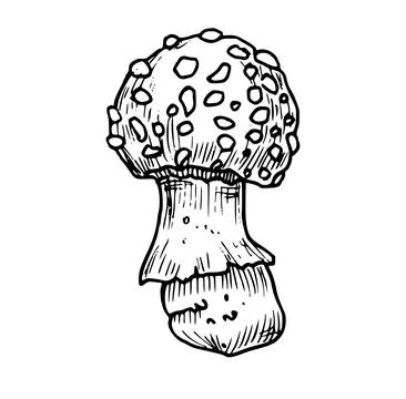 Drawing of Fly Agaric. Hand drawn vector illustration of forest psychedelic Stock Illustration