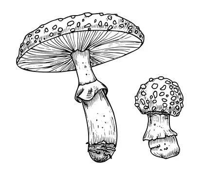 Drawing of Fly Agaric. Hand drawn vector illustrations set of forest psychedelic Stock Illustration