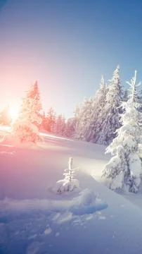 Drawing of a forest in the snow Fotos de archivo