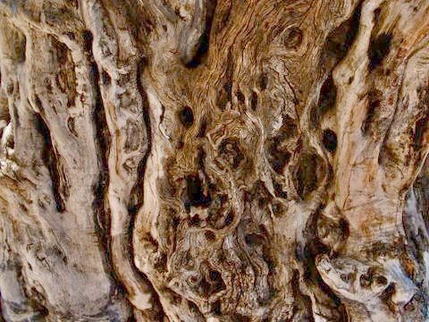 Drawing formed by bark on a tree trunk Photos