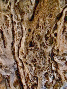 Drawing formed by bark on a tree trunk Photos