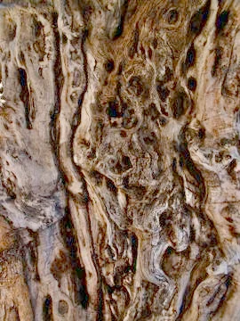 Drawing formed by bark on a tree trunk Photos