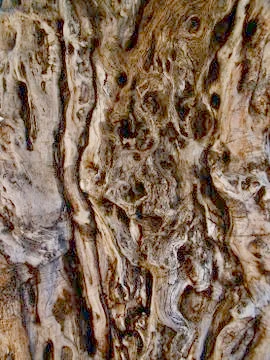 Drawing formed by bark on a tree trunk Photos
