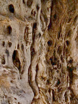 Drawing formed by bark on a tree trunk Photos