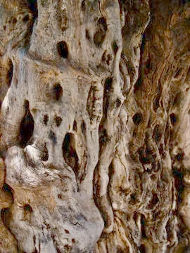 Drawing formed by bark on a tree trunk Photos