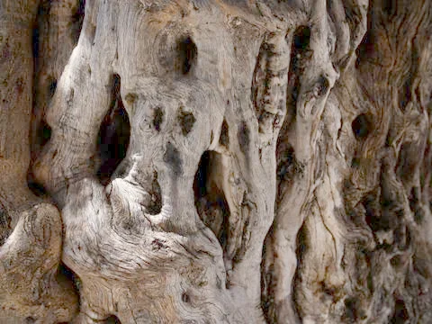 Drawing formed by bark on a tree trunk Photos