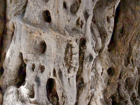Drawing formed by bark on a tree trunk Photos