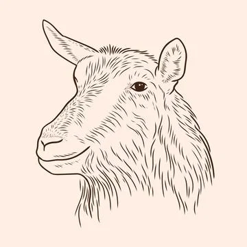 Drawing of a goat's head in the style of line drawing Stock Illustration