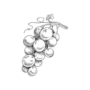 Drawing of grape bunch - fruit plant for healthy food or production of wine. Ilustración de archivo