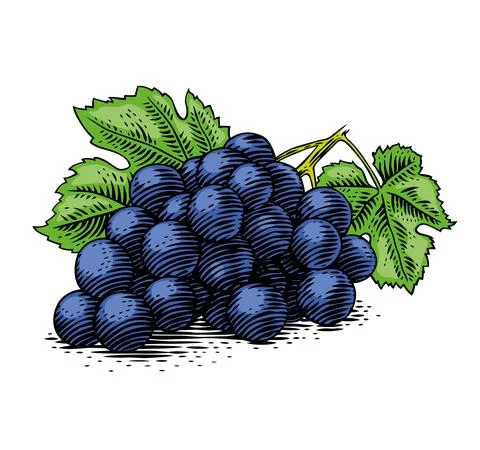 Drawing of grape Stock Illustration
