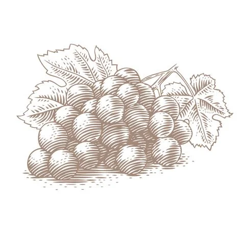 Drawing of grape Stock Illustration