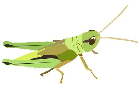 Drawing a grasshopper on a white background Stock Illustration