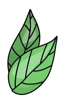 Drawing of green leaf on white background Stock Illustration