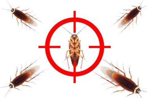 Drawing gun target to kill cockroach , pest control concept Stock-Fotos