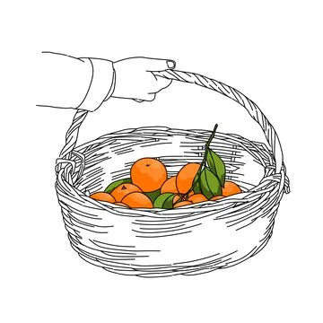 Drawing a hand holding a rustic basket full of oranges fruit and leaf. naturally Stock Illustration