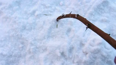 Drawing heart with branch in snow Stock Footage 72476203