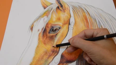 Drawing a Horse Stock Footage 134243671