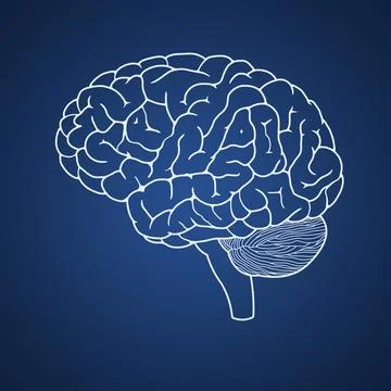 Drawing of human brain Stock Illustration