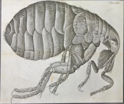 Drawing of Human Flea Stock Illustration