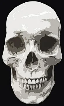 Drawing of a human skull on a black background Stock Illustration