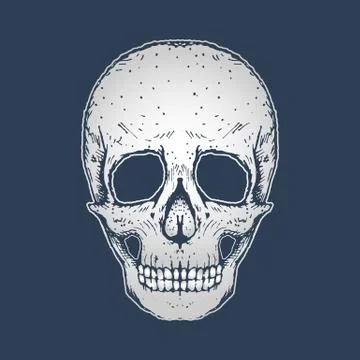Drawing of human skull Stock Illustration