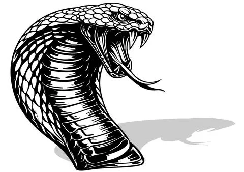 Drawing of an Indian Cobra Head with Open Mouth with Venom Teeth Stock Illustration