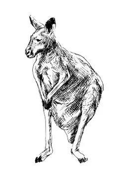 Drawing of a kangaroo Stock Illustration