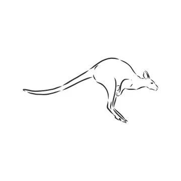 Drawing of a kangaroo. Vector illustration. kangaroo vector sketch illustrati Stock Illustration