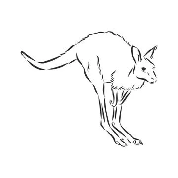 Drawing of a kangaroo. Vector illustration. kangaroo vector sketch illustrati Stock Illustration