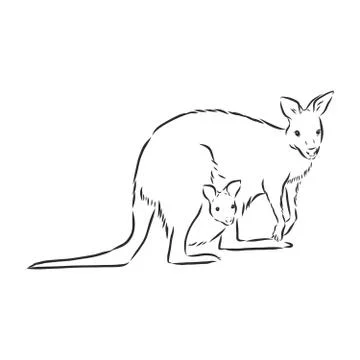 Drawing of a kangaroo. Vector illustration. kangaroo vector sketch illustrati Stock Illustration