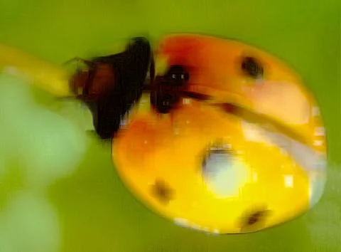 Drawing ladybug Stock Illustration