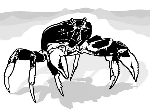 Drawing of a Large Crab from Front View Stock Illustration