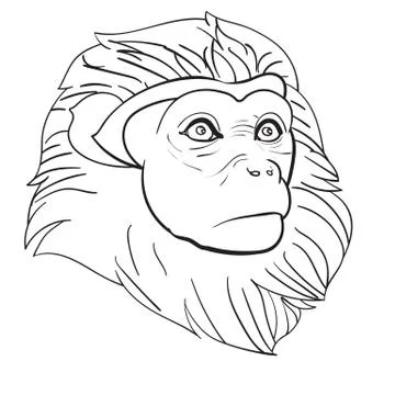 Drawing of monkey head Stock Illustration