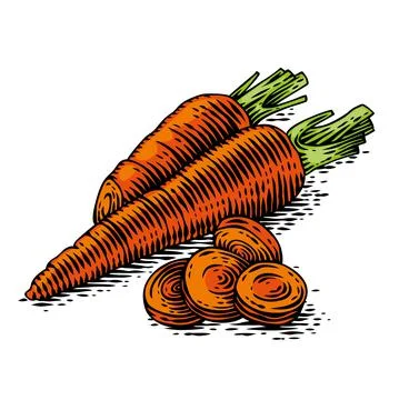 Drawing of orange carrot Stock Illustration