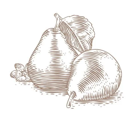 Drawing of pears Stock Illustration